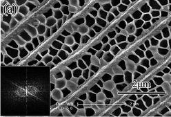 沢山のりん粉が並んでできるハニカム構造のパターン