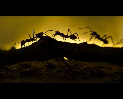 「群れ」でつくるアリの行列画像