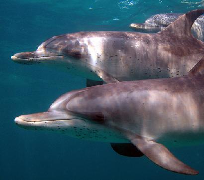 イルカの音響定位に学ぶ新しい水中音響通信画像