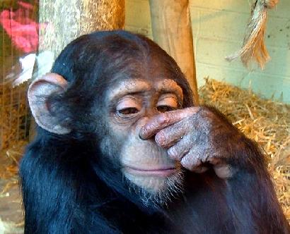 鼻をおさえるチンパンジー