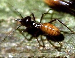 シロアリ   シロアリといってもアリの仲間ではなく、ゴキブリに近い昆虫といわれています。 