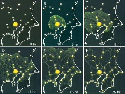 粘菌が作り出した「鉄道網」  地図上の「東京」に粘菌を、関東「周辺都市」に餌のオートミールを置いた実験。