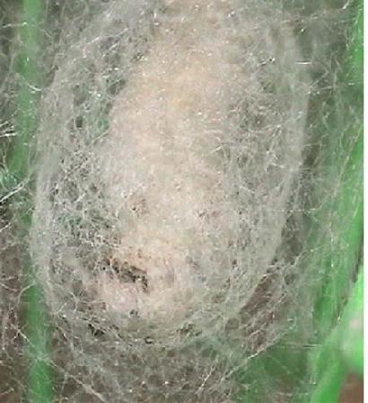 マユをつむいでいる最中のカイコ  体内に蓄えてある液体の絹タンパク質を吐糸口という組織を通すことで糸に作り変え、マユをつむいでいきます。