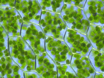 植物細胞中の葉緑体（緑色の粒）