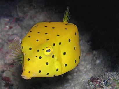 ハコフグ（Yellow Box Fish）