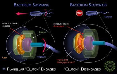 クラッチを備えたバクテリアの鞭毛モーター画像