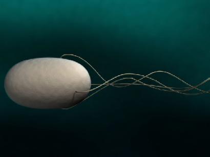 バクテリアの鞭毛は世界最小で最強のモーター画像