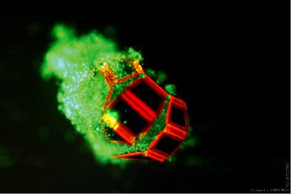 特殊な染料で染めた細胞塊（緑色）を掴むマイクログリッパー