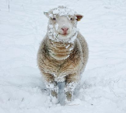 空気をまとって夏に涼しく冬に暖かい羊画像