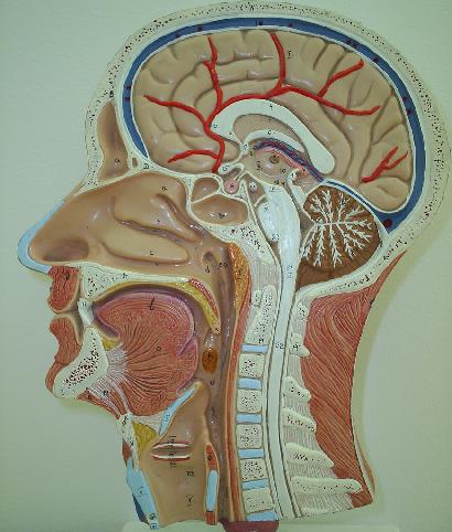 脳の解剖図  濃い青の部分が脳骨髄液