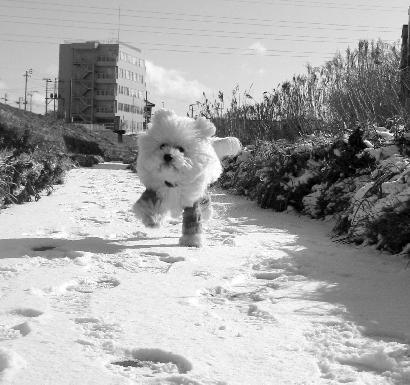 ツルツルの雪道を走ってもへっちゃらな犬！-「どうやって役立てるの？」画像